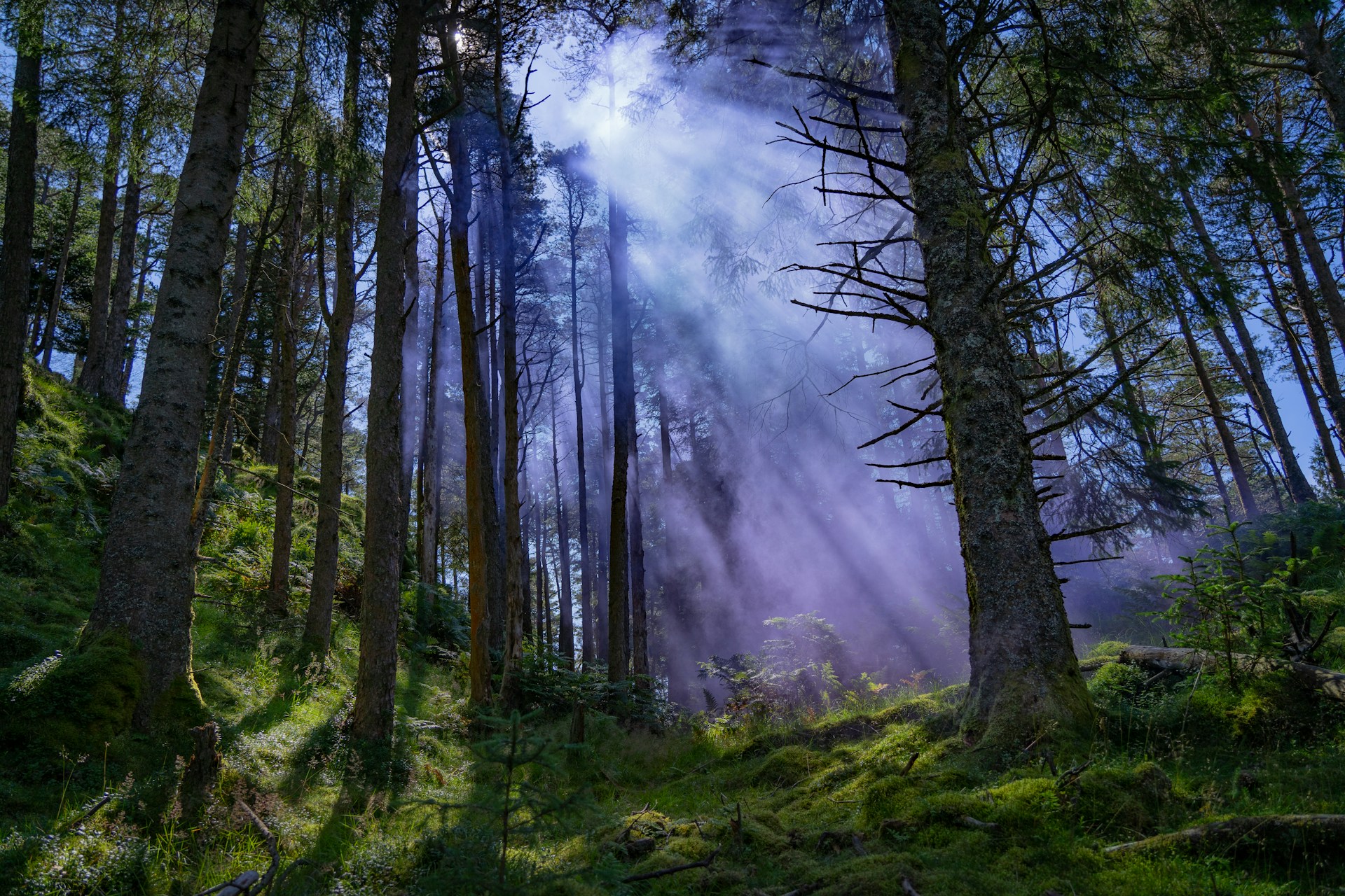 Environment
